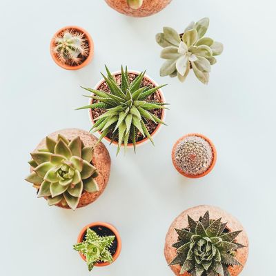 Assorted Indoor Succulents