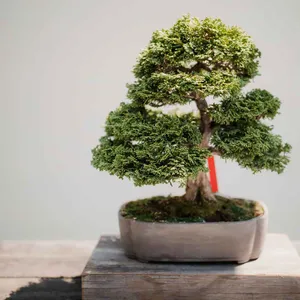 Bonsai Tree