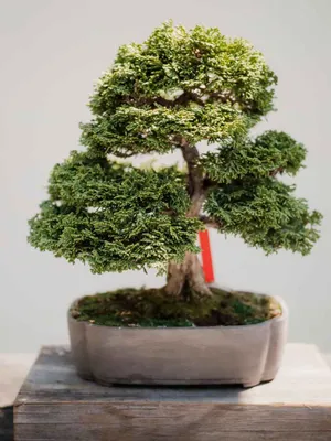 Bonsai Tree